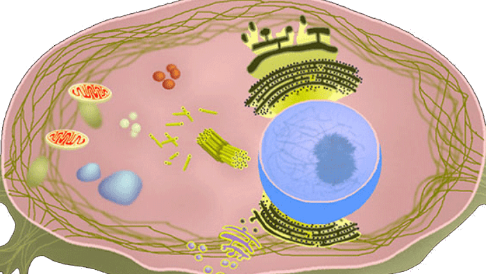 cell