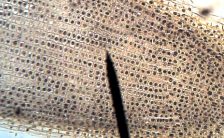 Cells Activities and Teaching Resources