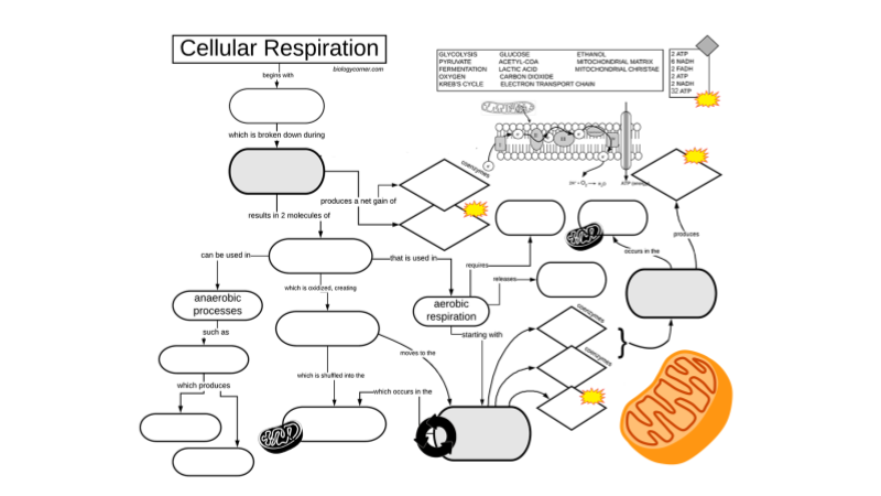 Cellular Respiration Graphic Organizer