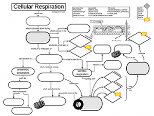 Cellular Respiration Flow Chart