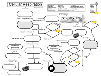 cellular respiration process