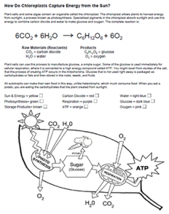 Photosynthesis Chart Worksheet