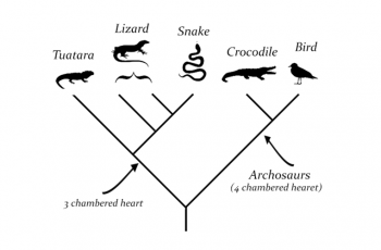 What is a Cladogram?