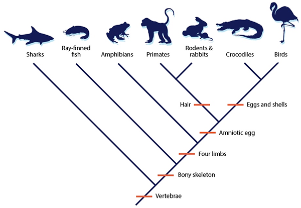 cladogram