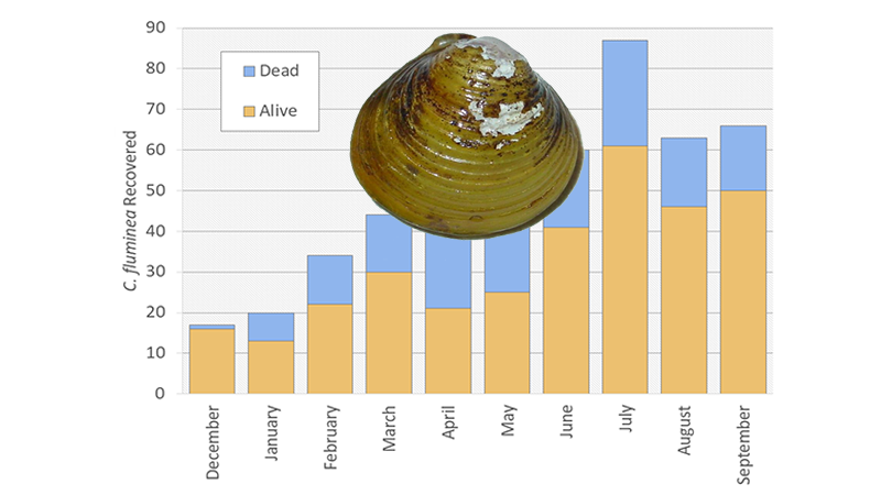 A Clammy Problem –  Invasive Mollusks in Michigan
