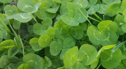 Case Study – Evolution and White Striped Clovers