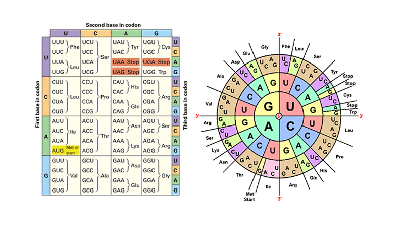 Transcription Translation And Codon Chart Practice