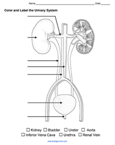 Label Urinary System