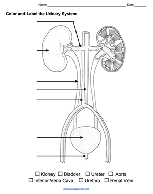 Download Label Urinary System