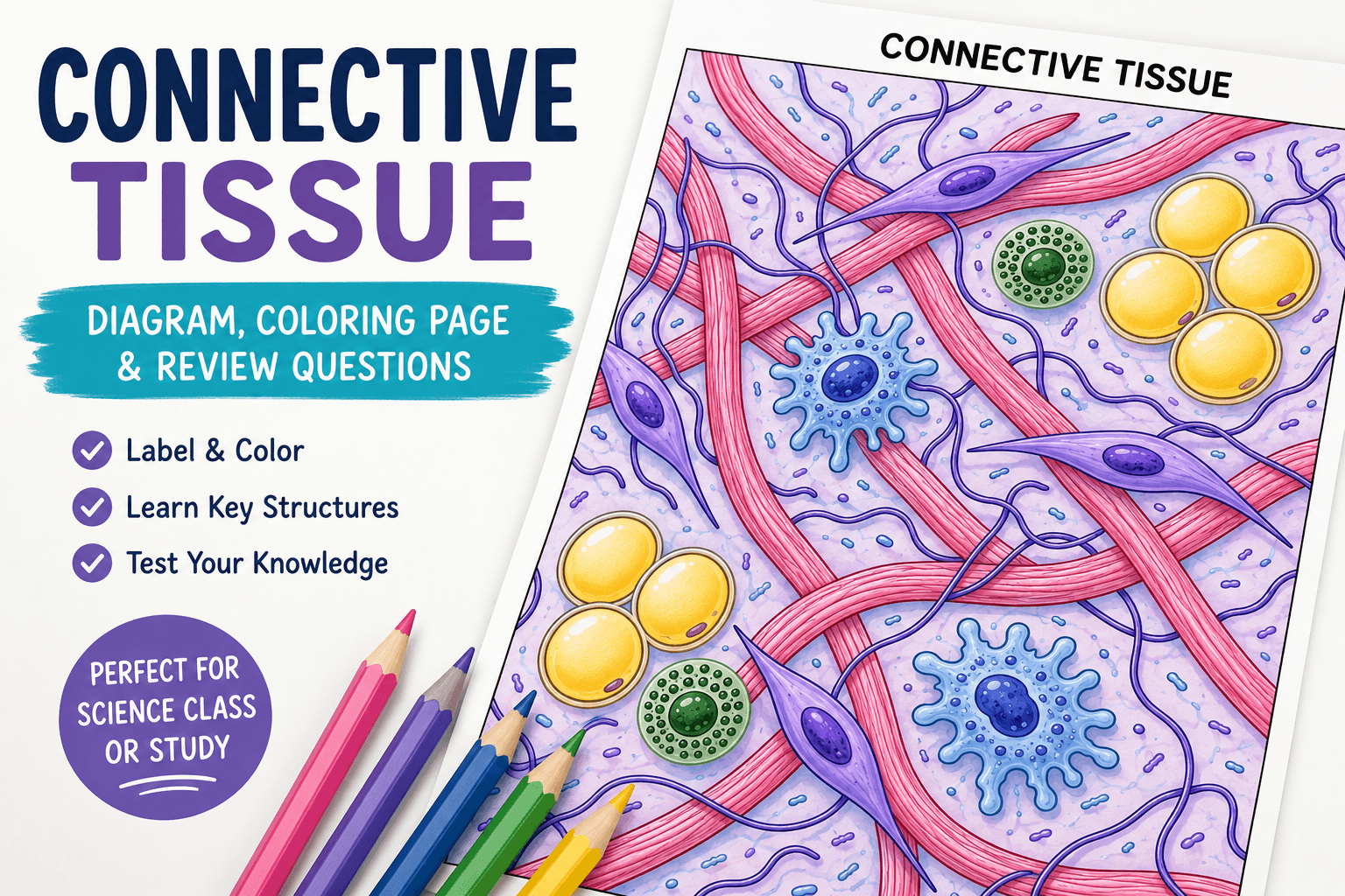 Color the Connective Tissue Matrix