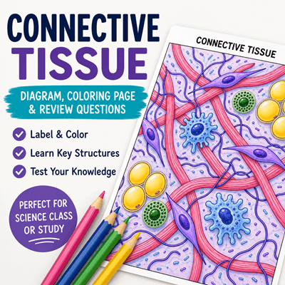 connective tissue coloring