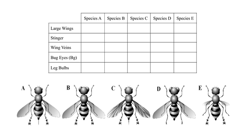 Constructing Cladograms: Fly and Heloderma