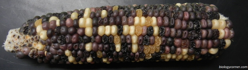 Corn Genetics & Chi Square