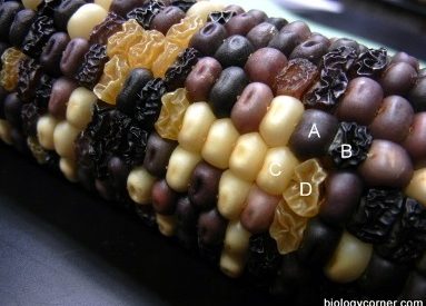 Corn Genetics and Chi Square Analysis
