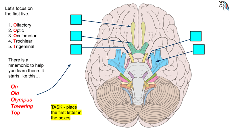 Student Activity – Learn the Cranial Nerves