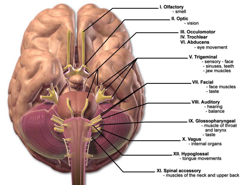 cranial nerves