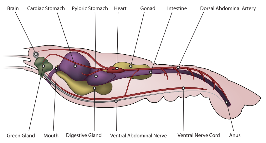 crayfish anatomy