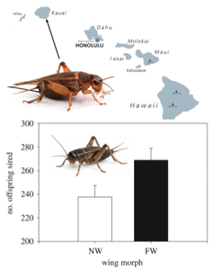 cricket graph