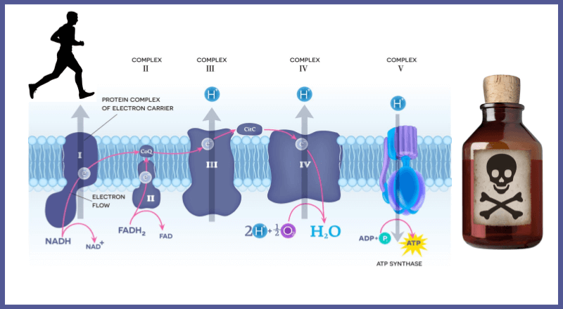 Cyanide: The Poison That Shuts Down ATP