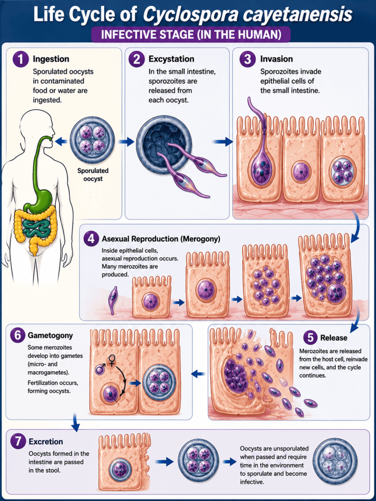 cyclospora life cycle