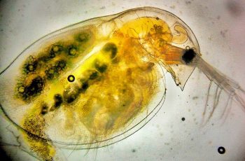 Investigation: What Factors Affect the Heart Rate of Daphnia