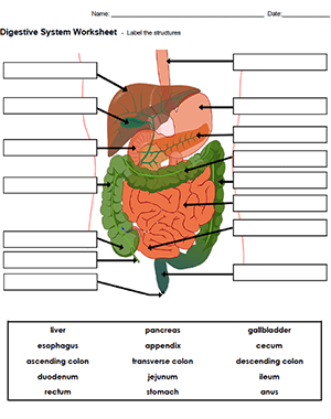 worksheet digestive system