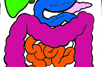 Model the Digestive System with Coloring
