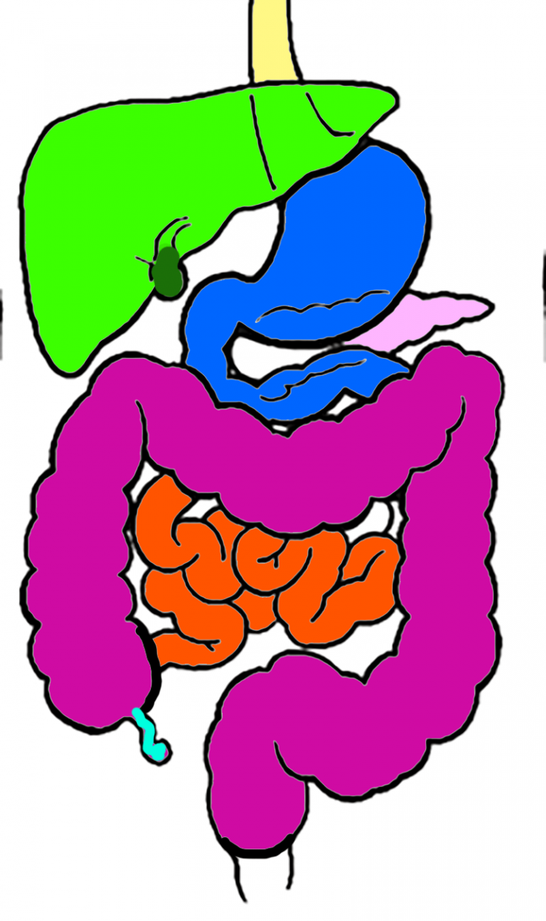 Digestive System Drag and Drop with Quiz