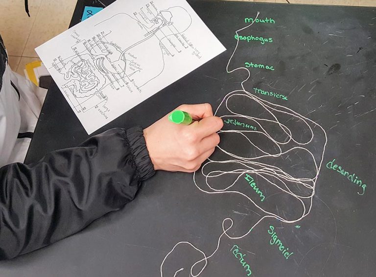 Digestive Concept Map