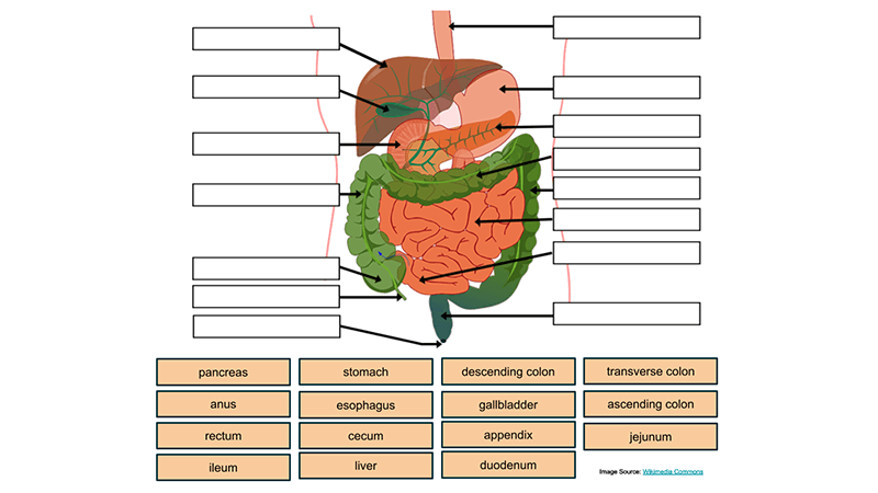 Digestive System Drag and Drop with Quiz