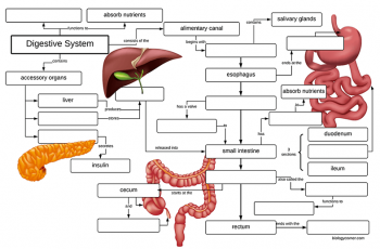 Digestive Concept Map