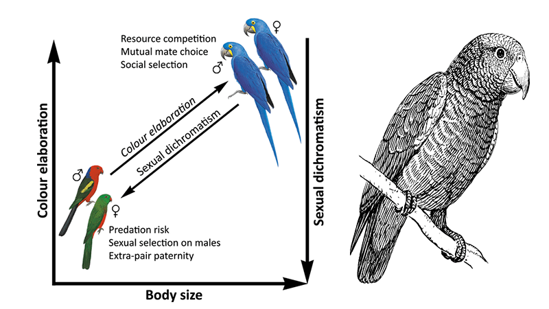 Variation and Sexual Dichromatism in Parrots