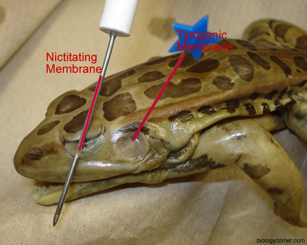 Frog Dissection, Labeled Images