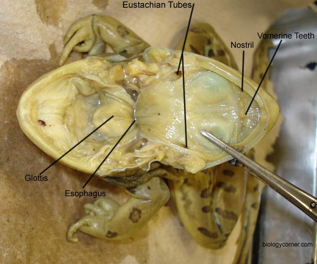 Frog Dissection, Labeled Images