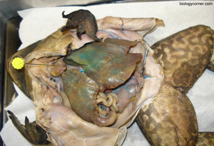 Frog Dissection, Labeled Images