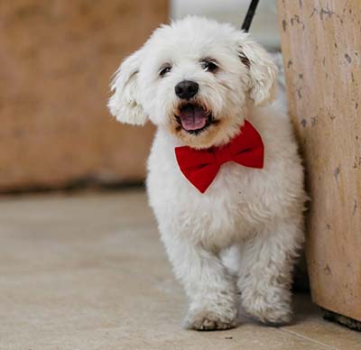 dog with curly hair