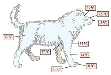 How do Mammals Maintain Their Temperature (CER)