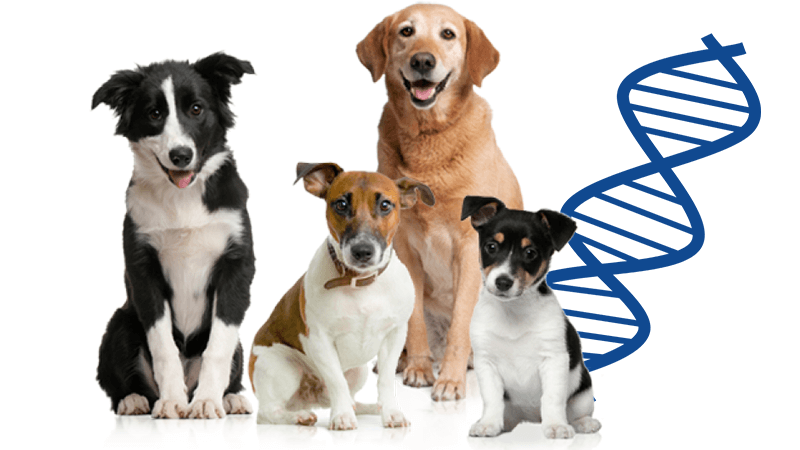Genome Wide Association Studies in Dog Coats