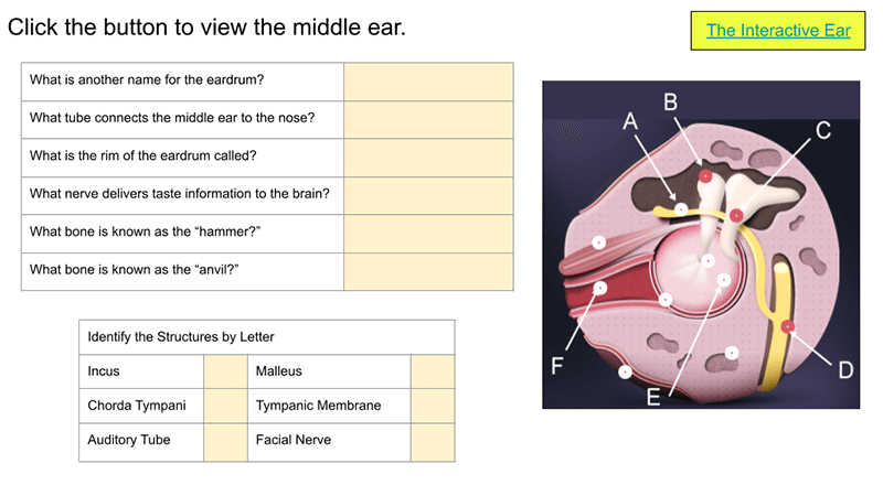 Learn the Anatomy of the Ear
