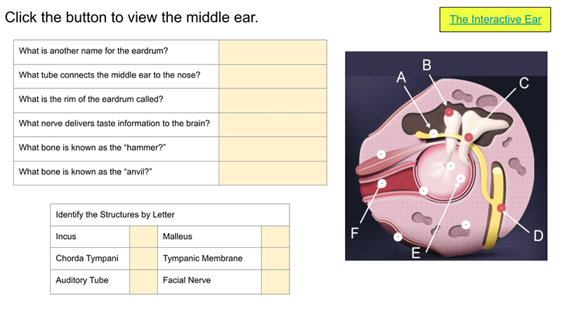 Ear Anatomy Diagram Quiz