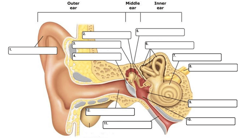 Ear Anatomy – Drag and Drop Activity