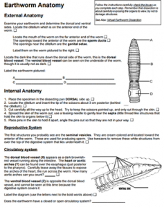 Earthworm Anatomy