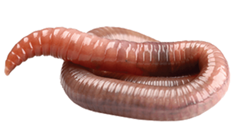 Investigation: Earthworm