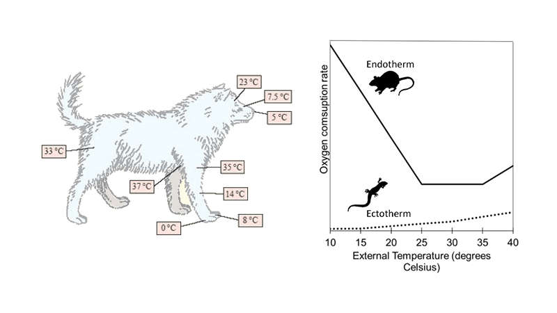How do Mammals Maintain Their Temperature (CER)