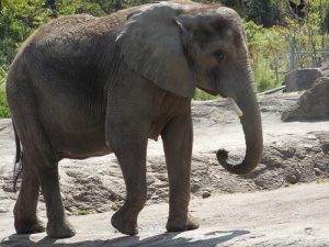 African Elephants in Gorongosa and Change Over Time