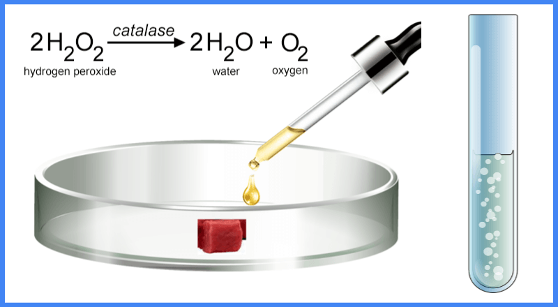 Lab: How Do Enzymes Work