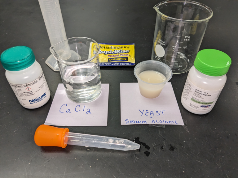 Catalase Activity in Yeast Using Sodium Alginate
