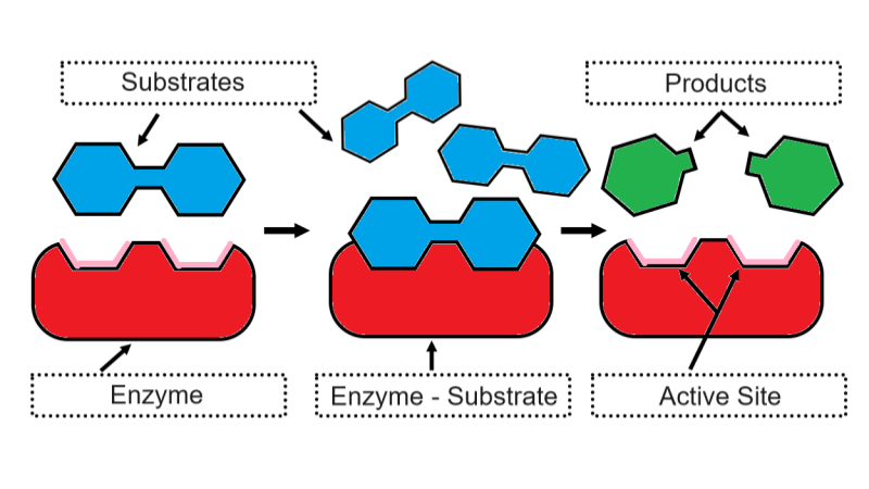 Enzymes and Substrates – Coloring