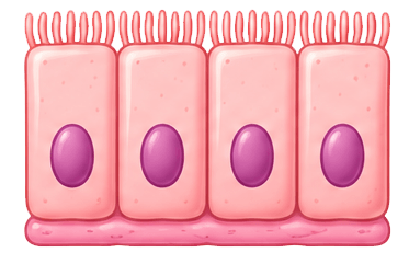 epithelial cells
