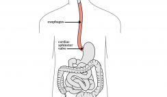esophagus
